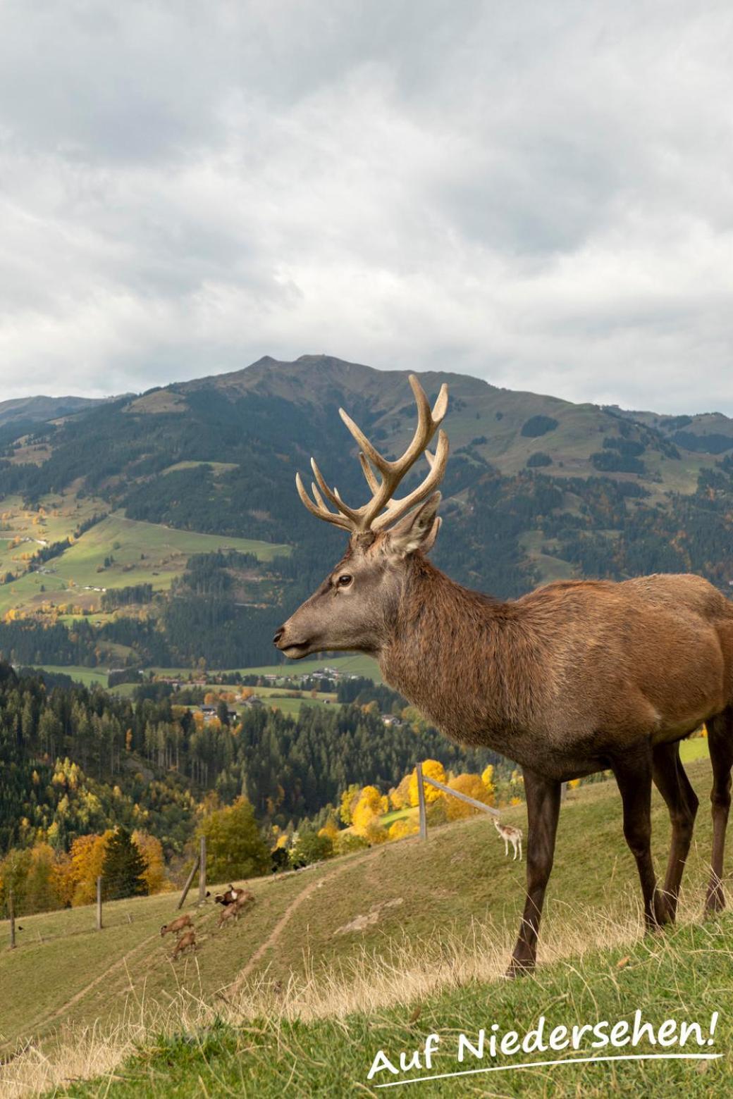 Ferienwohnung Auf Niedersehen - 8 Personen - Kitzbuehler Alpen - Hoehe Tauern Np Hollersbach im Pinzgau Esterno foto